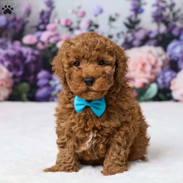 Bently, Miniature Poodle Puppy